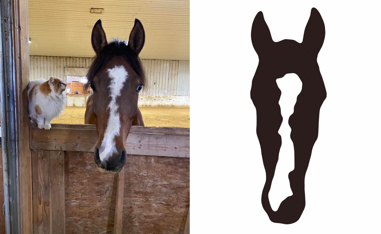 Custom Embroidered Equine Distressed Hat